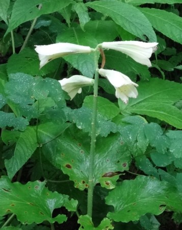 f:id:hantubojinusi:20140804073825j:image f:id:hantubojinusi:20140804073825j:image