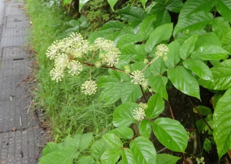 f:id:hantubojinusi:20140804074329j:image f:id:hantubojinusi:20140804074329j:image