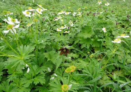 f:id:hantubojinusi:20140805083409j:image