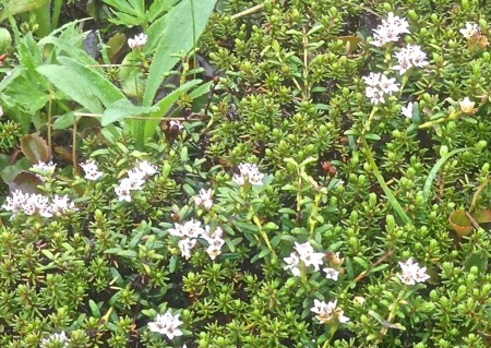 f:id:hantubojinusi:20140805083641j:image