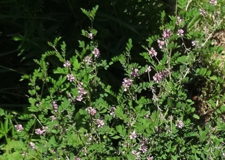 f:id:hantubojinusi:20140822124444j:image