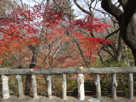 f:id:hantubojinusi:20141116121720j:image