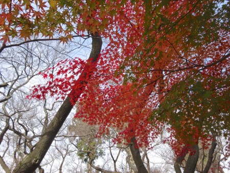 f:id:hantubojinusi:20141116121859j:image