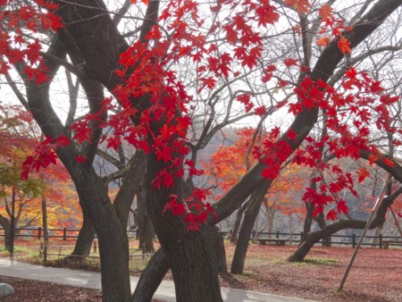 f:id:hantubojinusi:20141116122022j:image