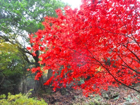 f:id:hantubojinusi:20141128122748j:image