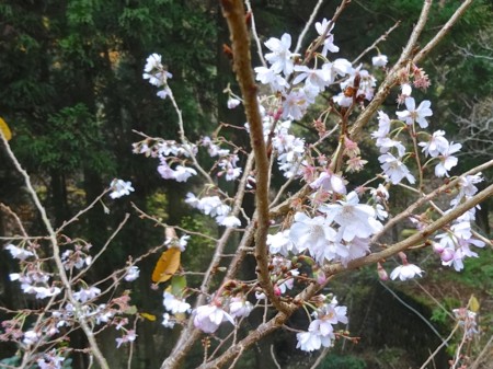 f:id:hantubojinusi:20141128123605j:image