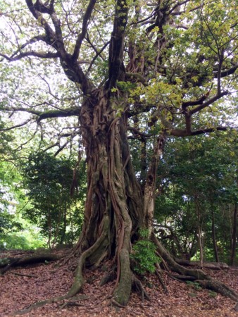 f:id:hantubojinusi:20150504151341j:image