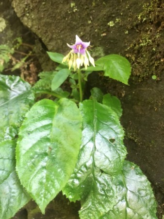 f:id:hantubojinusi:20170715143455j:image f:id:hantubojinusi:20170715143455j:image