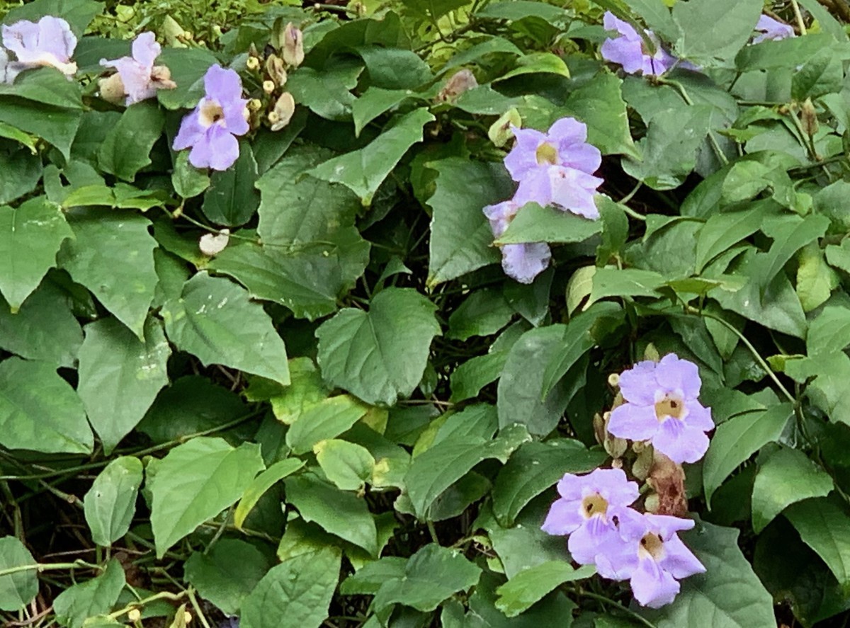 f:id:hantubojinusi:20190429150302j:plain