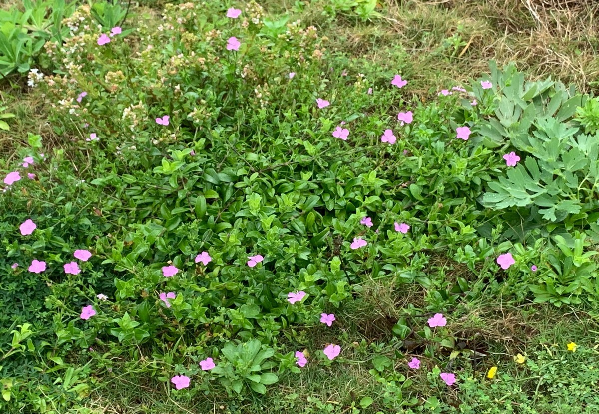 f:id:hantubojinusi:20190429151003j:plain