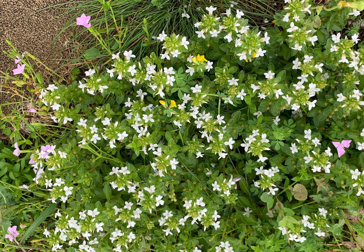 f:id:hantubojinusi:20190429151127j:plain