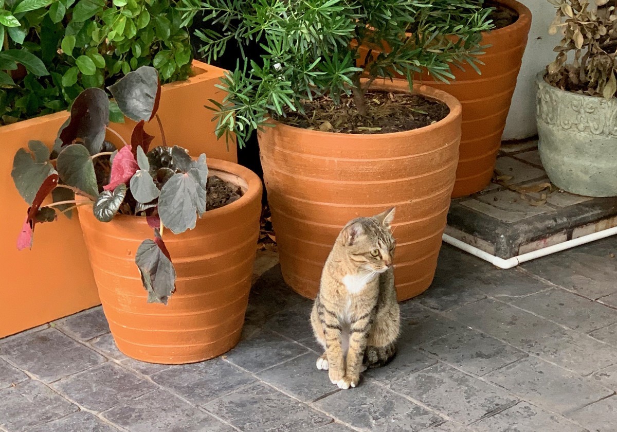 f:id:hantubojinusi:20191228150555j:plain