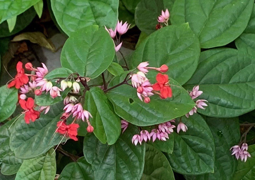 f:id:hantubojinusi:20191230105902j:plain