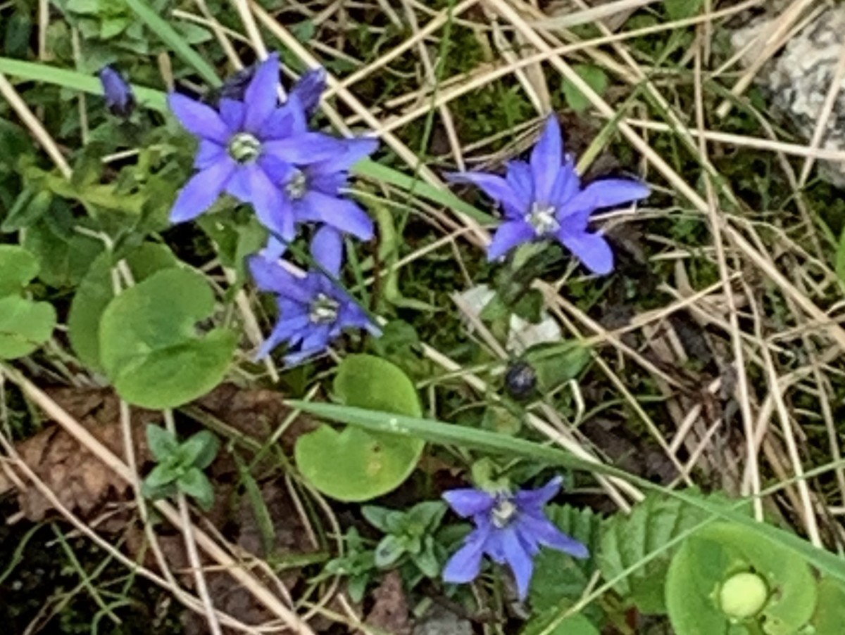 f:id:hantubojinusi:20200802132549j:plain