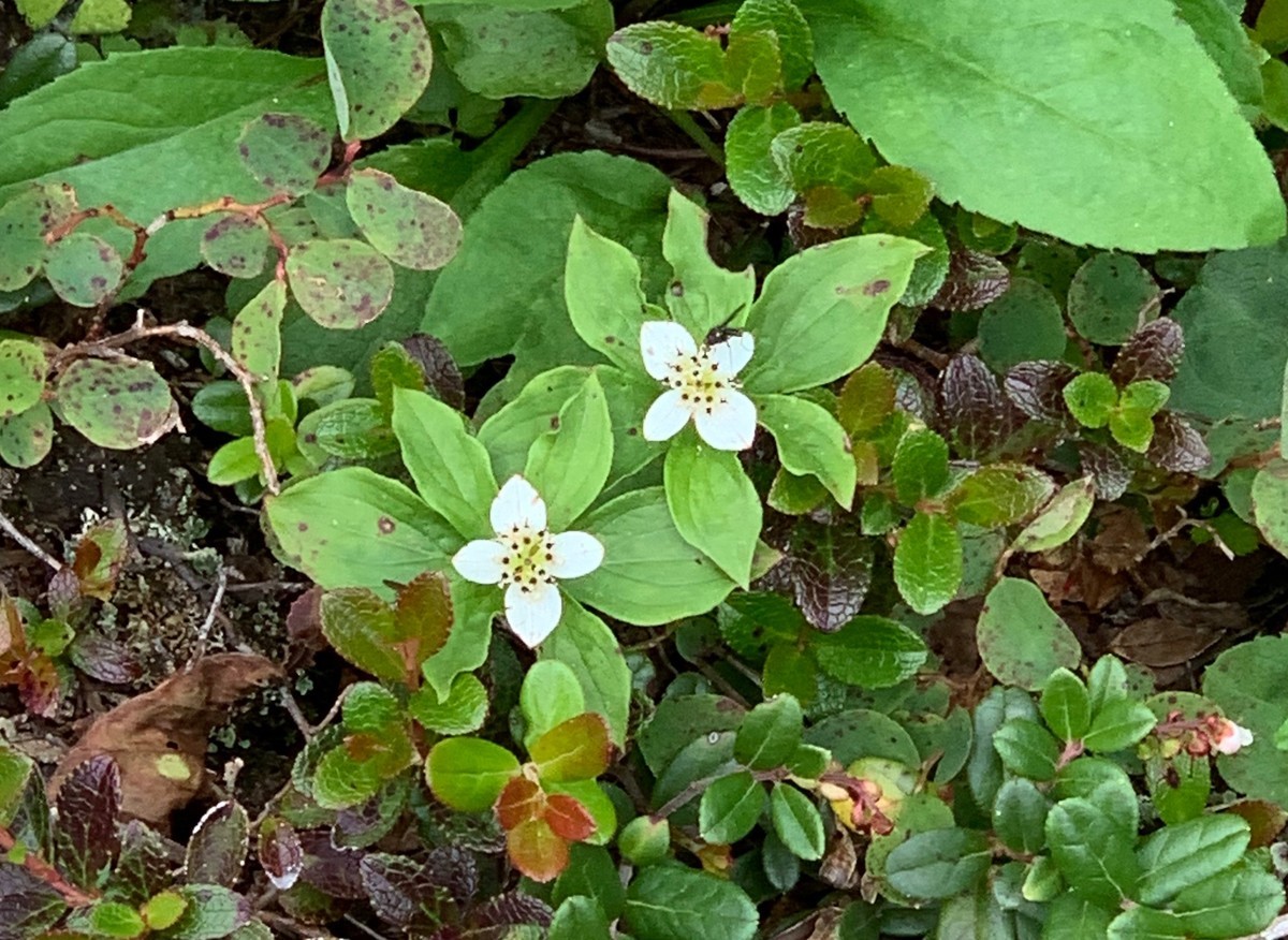 f:id:hantubojinusi:20200802133416j:plain