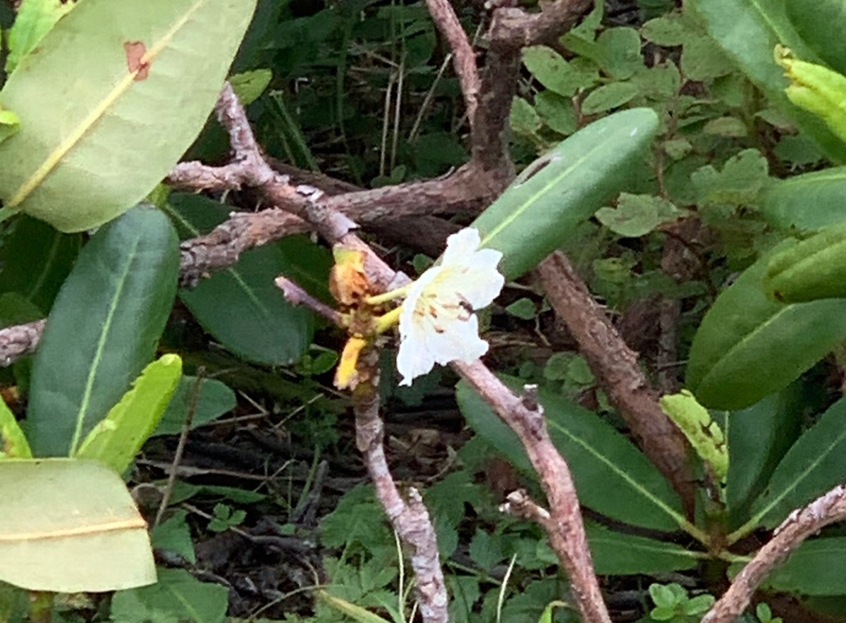 f:id:hantubojinusi:20200802133911j:plain