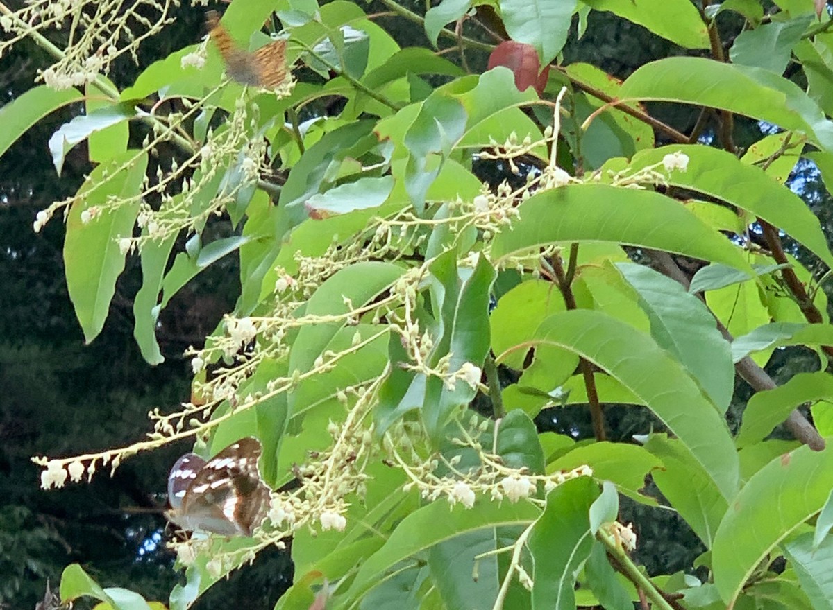 f:id:hantubojinusi:20200802145027j:plain