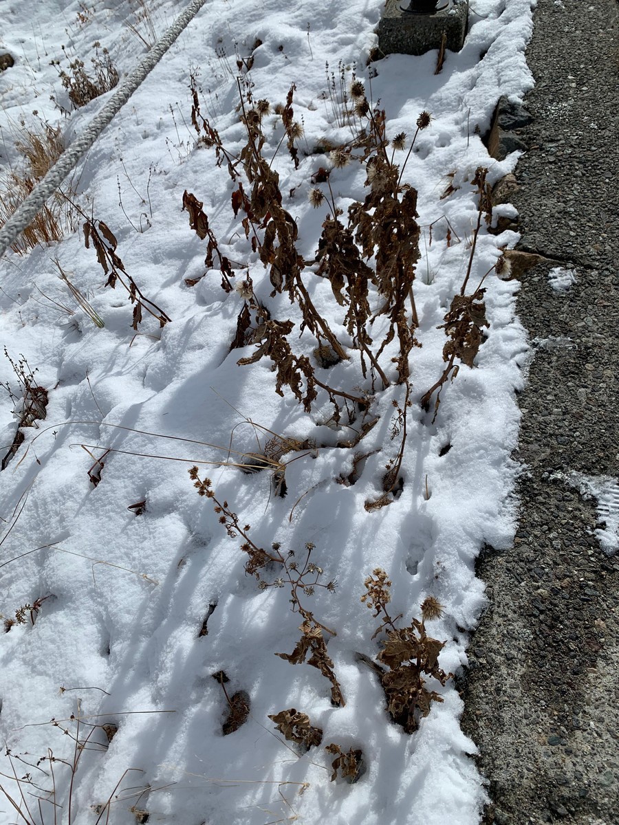 f:id:hantubojinusi:20201018090146j:plain