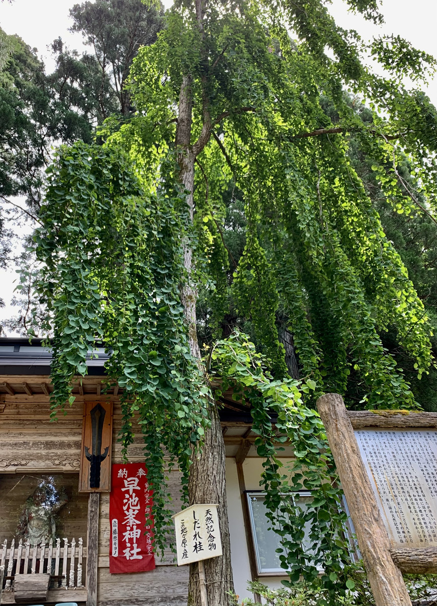 f:id:hantubojinusi:20210630110829j:plain