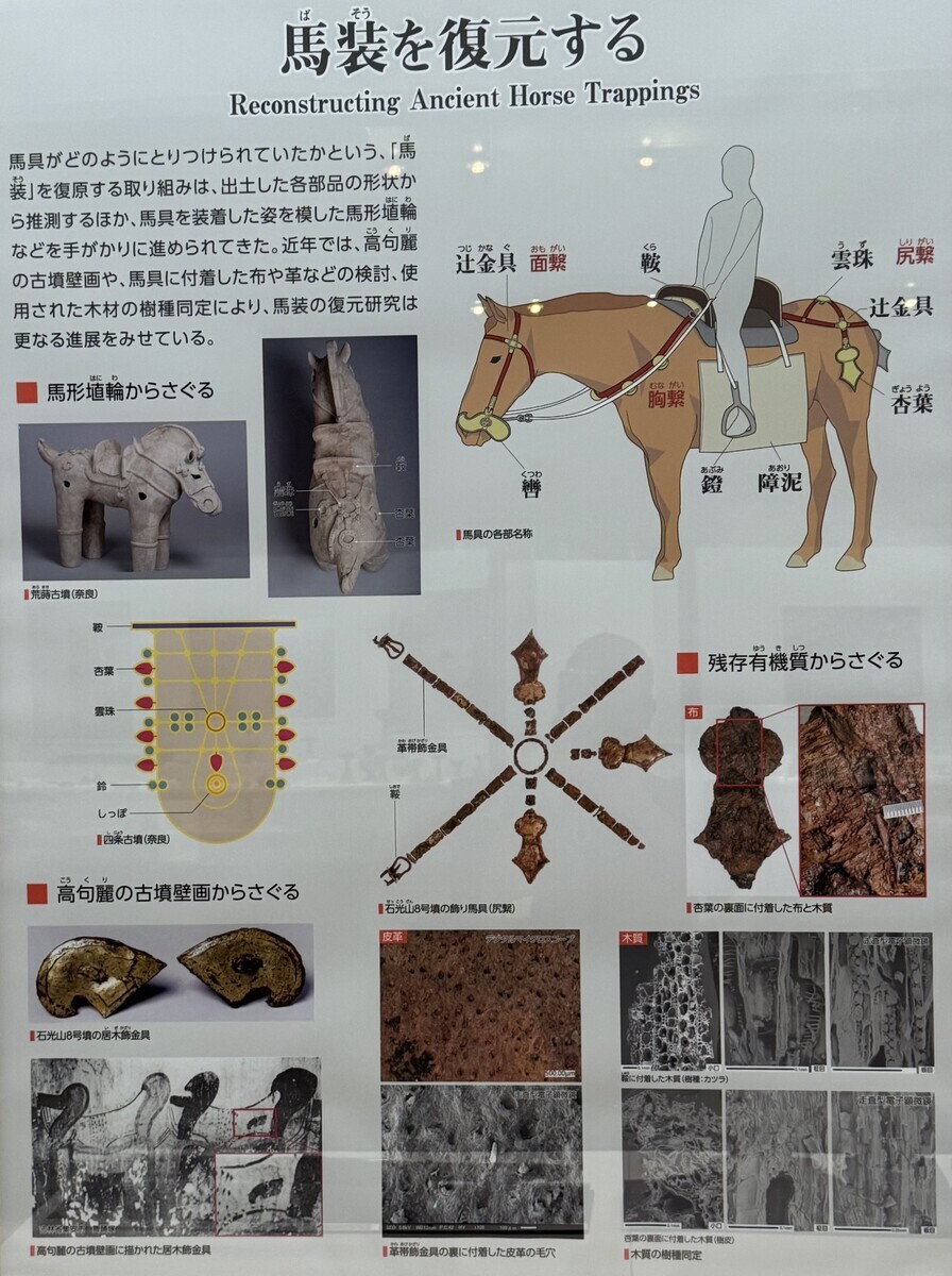 橿原考古学研究所附属博物館10、動物埴輪・馬具の変遷