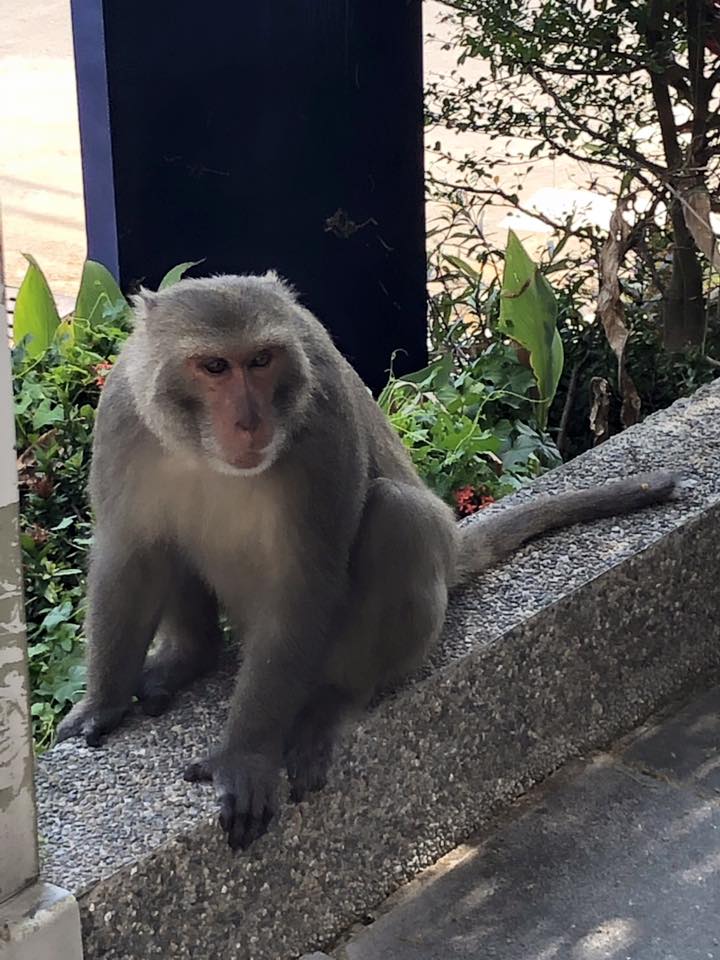 f:id:hanuru-hanuru:20190430112540j:plain f:id:hanuru-hanuru:20190430112540j:plain