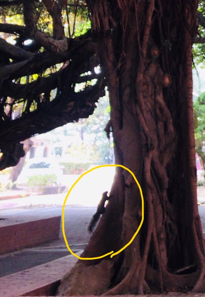 f:id:hanuru-hanuru:20190430113110j:plain f:id:hanuru-hanuru:20190430113110j:plain