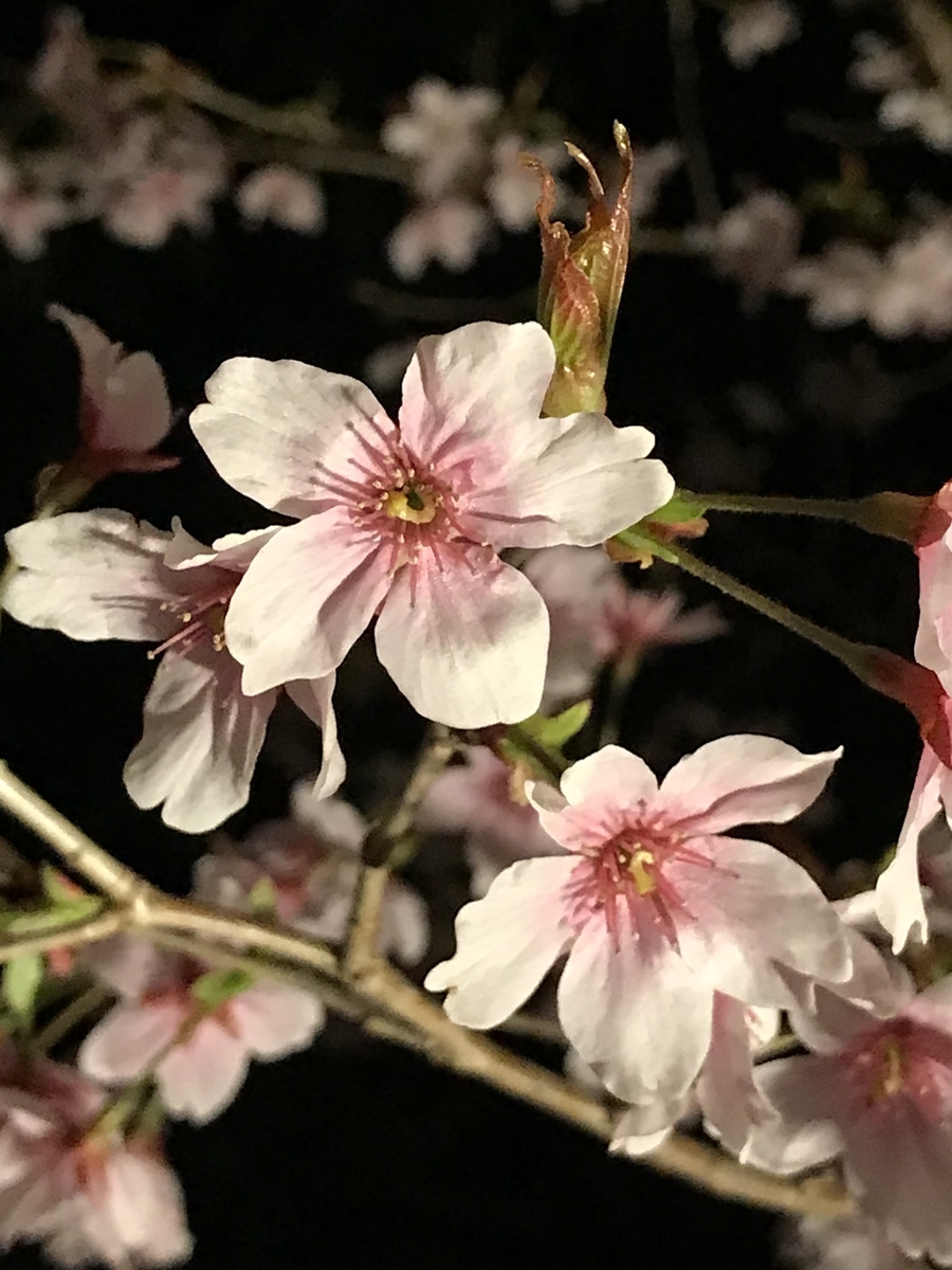 f:id:hanyu_ya:20200328224435j:plain