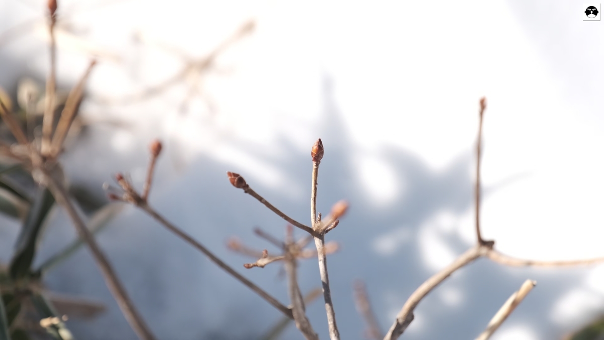 f:id:hanza-blog:20210201160353j:plain