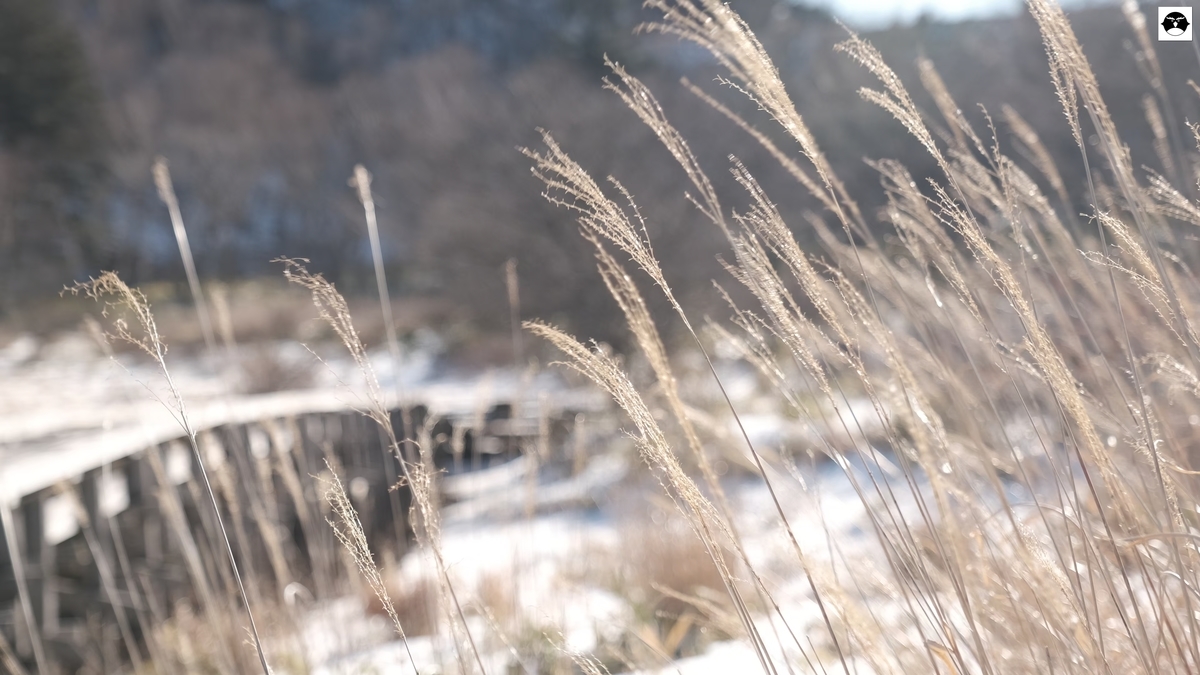 f:id:hanza-blog:20210201160435j:plain