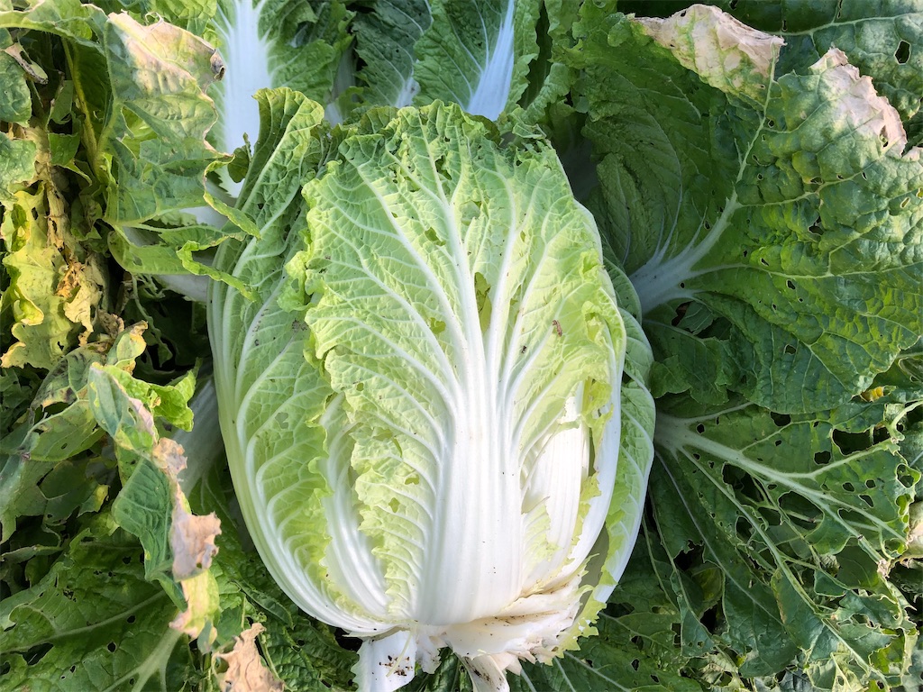 野菜づくり二年生 64 白菜収穫 Sozoro Nikki