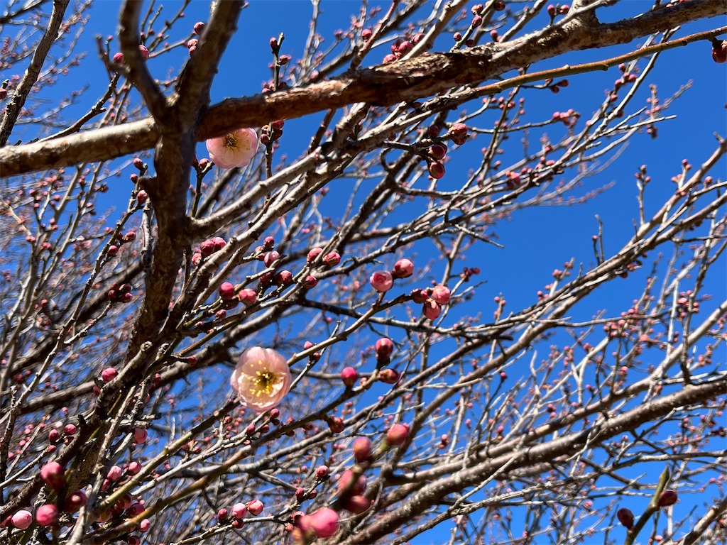 f:id:hao_mei3:20240118170719j:image