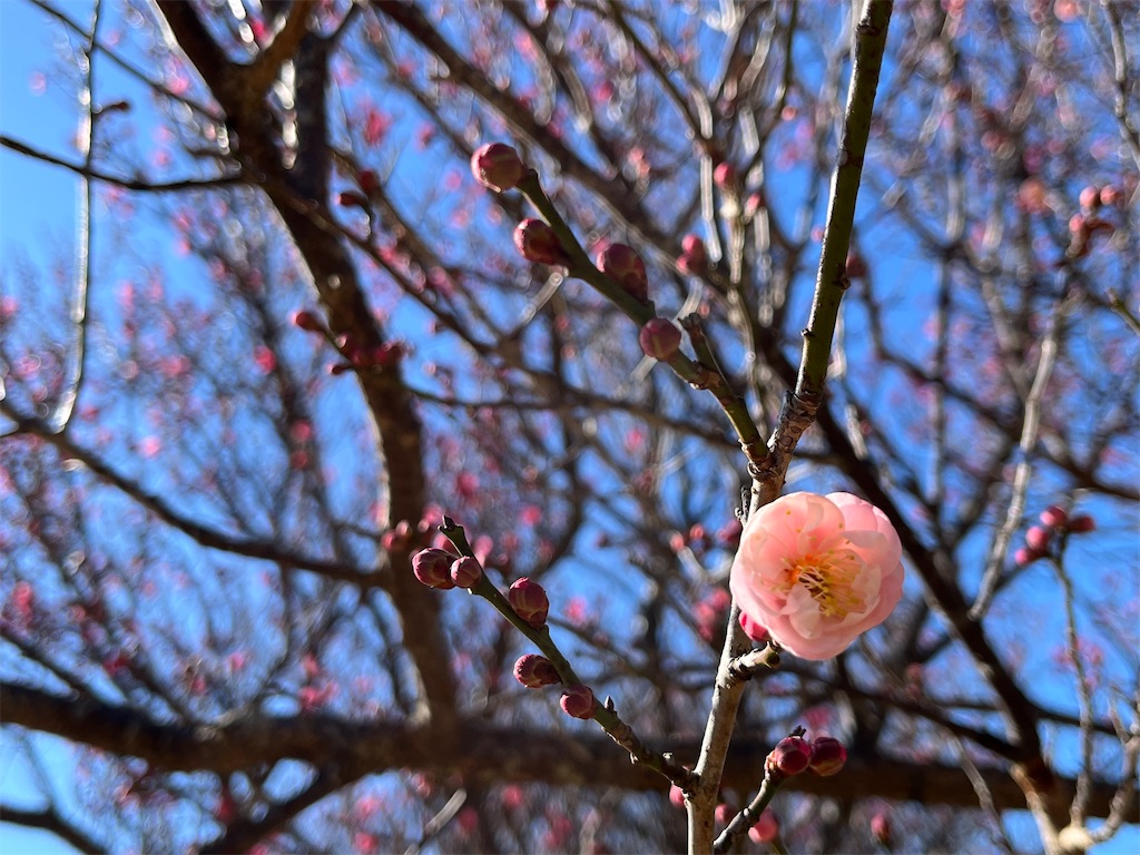 f:id:hao_mei3:20240118170723j:image