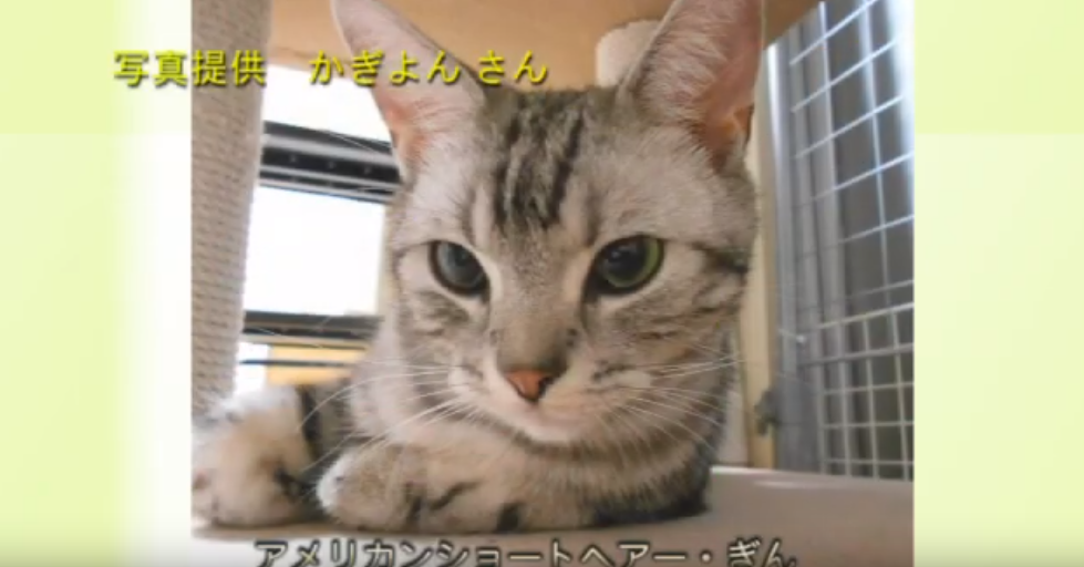 f:id:haoken:20190803201537p:plain