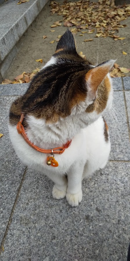 神社猫