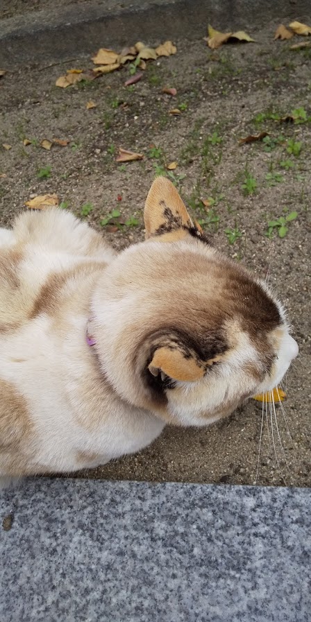 神社猫