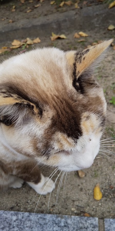 神社猫