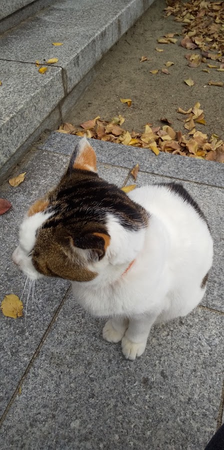 神社猫