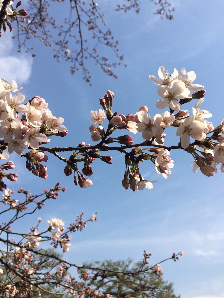 f:id:haonchang:20190327142901j:image