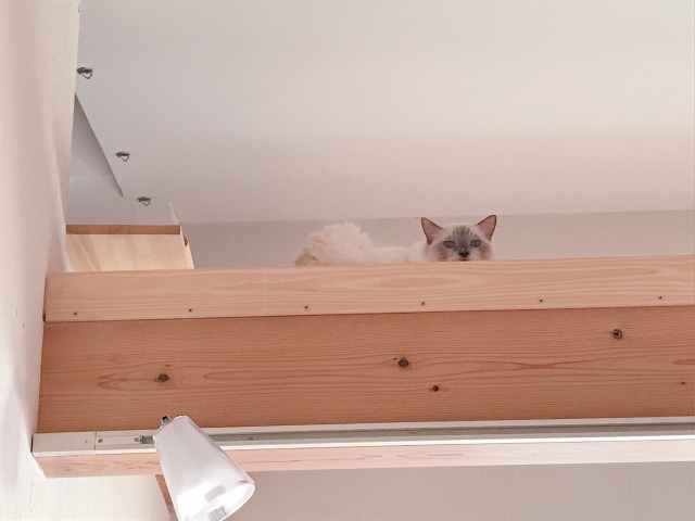 猫が落ちたのでキャットウォークにdiyで落下防止対策 アラフィフが知ってるとイイかもしれない話