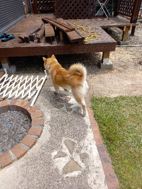 ピザハット 犬小屋