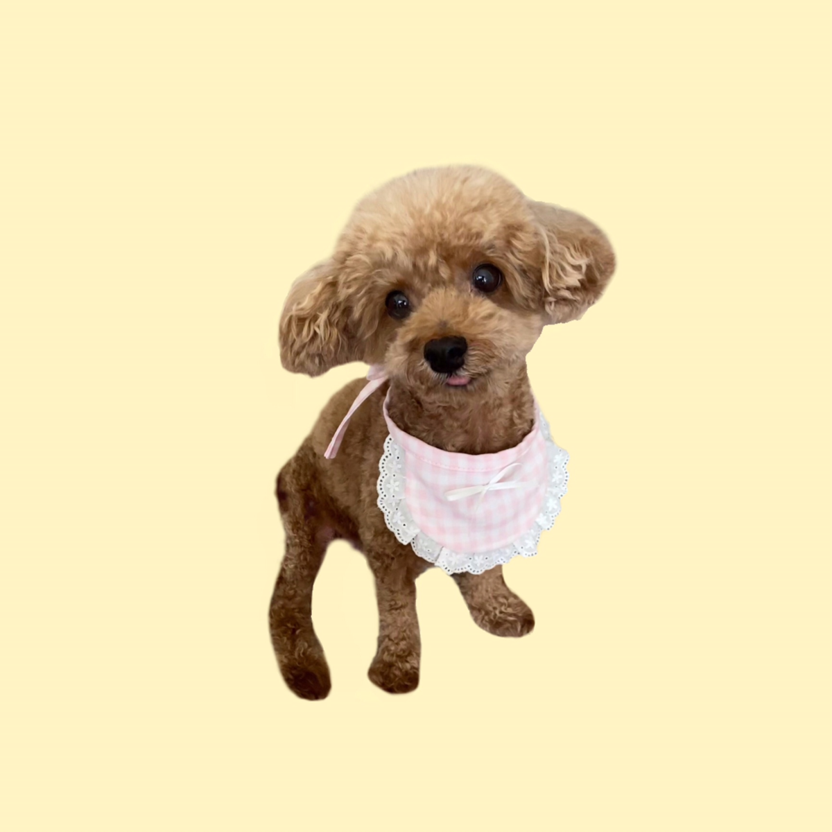 f:id:hapihappi:20220317164543p:plain
