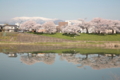 一目千本桜