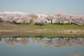 一目千本桜