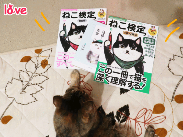 [ねこ][多頭飼][里親募集][アニメ][上級][中級][初級][ねこ検定]【猫アニメ】ねこ検定の勉強ちぅ！