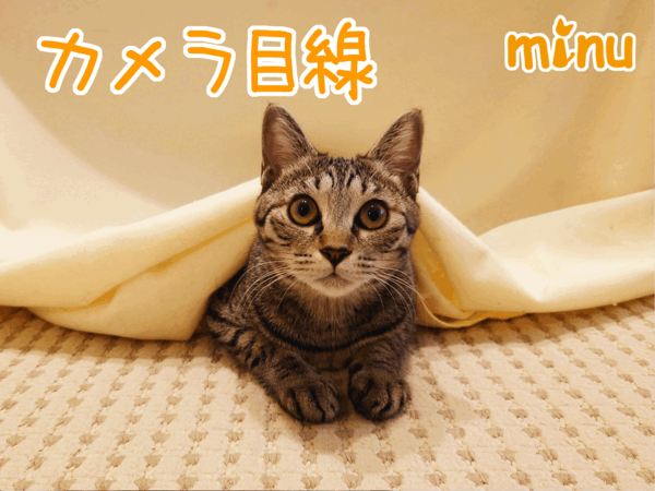 [ねこ][多頭飼][里親募集][アニメ][カレンダー]【猫アニメ】はぴ♪らぶ＊フレンズカレンダー2024お写真募集にゃの！