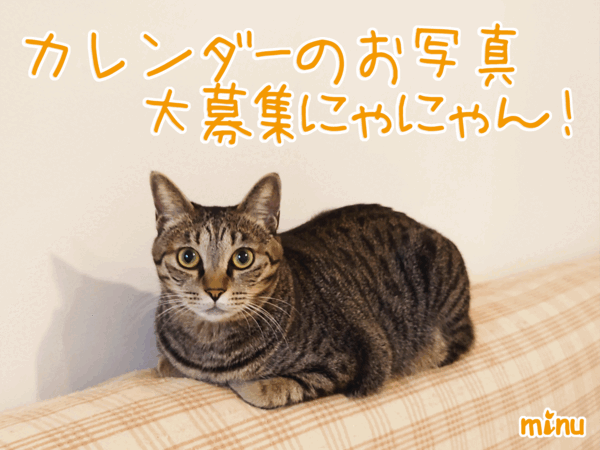 [ねこ][多頭飼][里親募集][アニメ][カレンダー]【猫アニメ】はぴ♪らぶ＊FriendsCalender2025お写真募集にゃの！