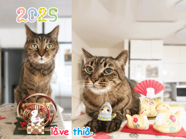 [ねこ][多頭飼][里親募集][あけおめ][新年][富士山][干支]【猫アニメ】2025年あけましておめでとにゃの！