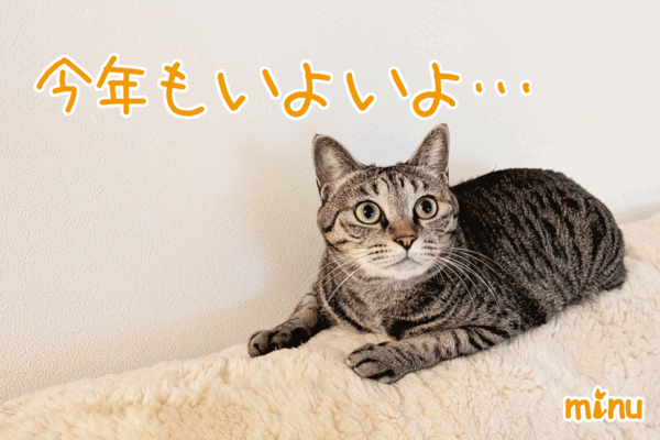 [ねこ][多頭飼][里親募集][アニメ][カレンダー]【猫アニメ】はぴ♪らぶ＊FriendsCalender2026お写真募集にゃの！