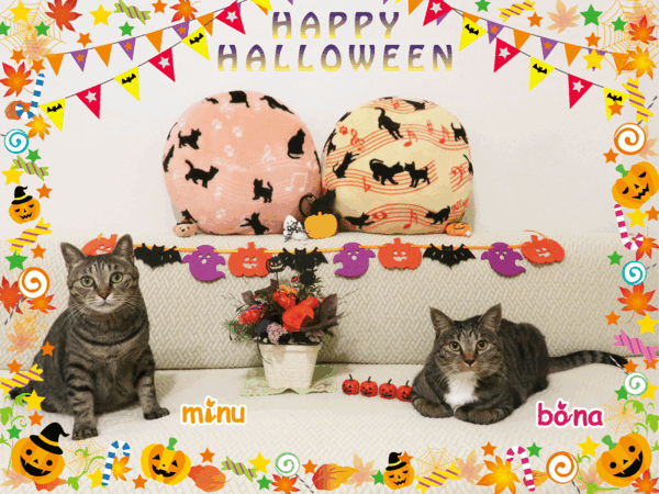 [ねこ][多頭飼][里親募集][ハロウィン][カレンダー]【猫アニメ】はっぴぃ♪ハロウィン2025にゃ！