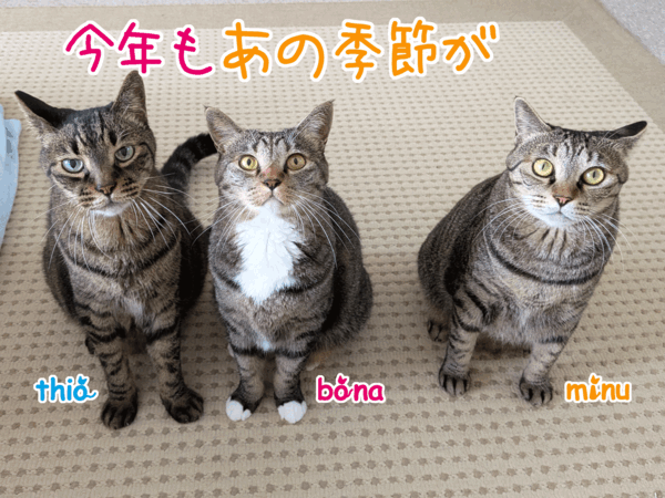 [ねこ][多頭飼][里親募集][アニメ][カレンダー]【猫アニメ】はぴ♪らぶ＊FriendsCalendar2027お写真募集にゃの！
